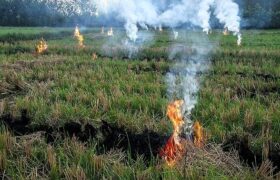 آتش‌زدن مزارع برنج، اصلی‌ترین عامل آلودگی اخیر هوای خوزستان