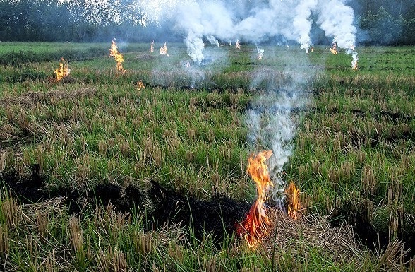 آتشزدن مزارع برنج، اصلیترین عامل آلودگی اخیر هوای خوزستان