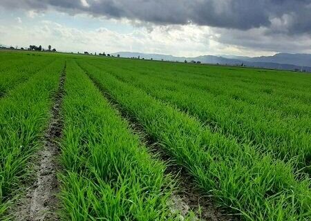 پیشرفت ۸۰ درصدی کشت گندم آبی در خوزستان/ چالش تامین آب اراضی در حوضه‌های مارون و کرخه