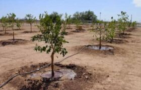 تنوع‌ گونه‌های بومی راه پایداری فضای سبز اهواز