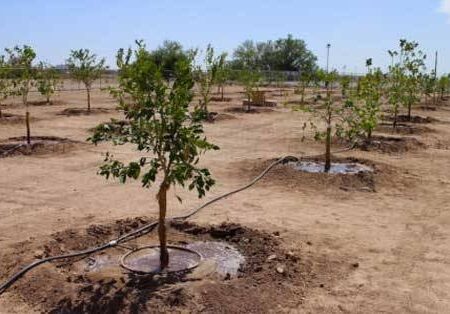 تنوع‌ گونه‌های بومی راه پایداری فضای سبز اهواز