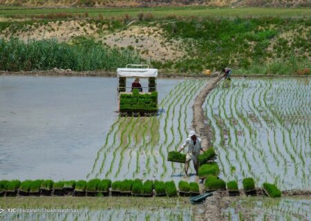 بارش‌های اخیر و خطر توسعه بی رویه محصولات پر آب بر در بخش کشاورزی‌